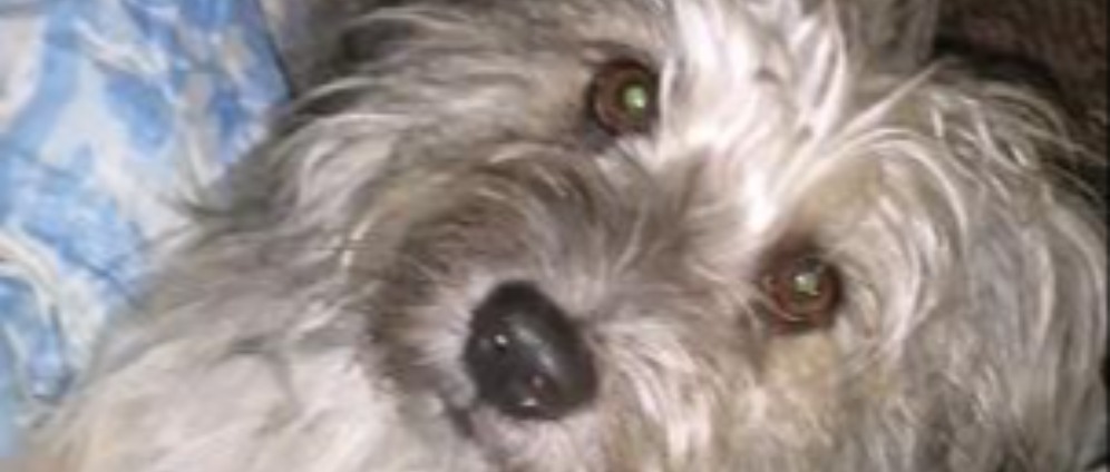 Pour mon chien | Collecter de l'argent